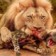 Most Unbelievable LION Hunting Fails Caught on Camera | Animals Fights