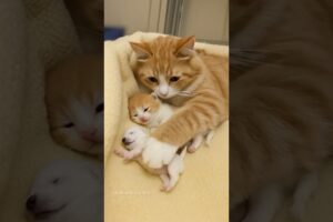 Mother Cat Lovingly Cares for Kittens and a Newborn Puppy Togethe