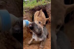 Mother Dog Learn To Trust😍