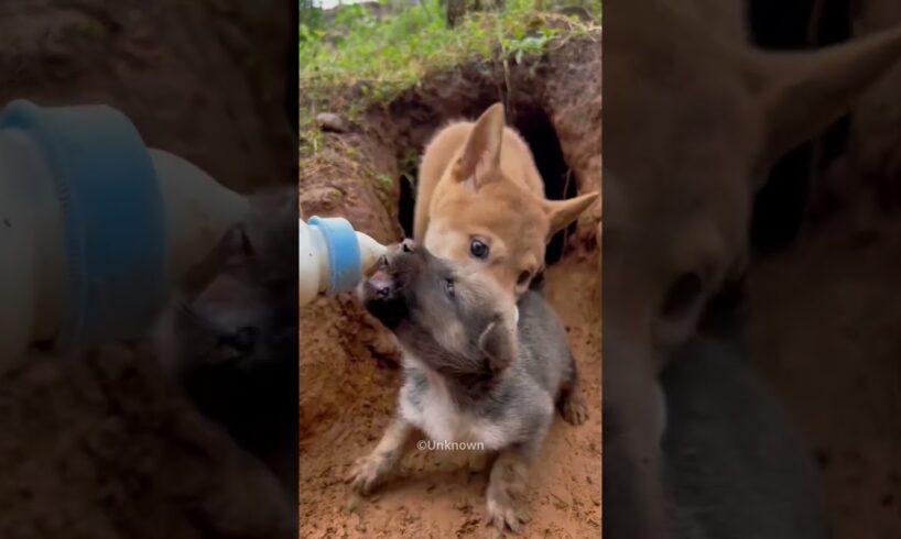 Mother Dog Learn To Trust😍