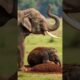 Mother Elephant Fights Off Swarm Of Hornets To Save Her Calf! #rescue #animals #Wildlife