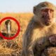 Mother Monkey Carries Her Poisoned Baby to Humans | Emotional Animal Rescue Story