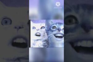 Music | cat #music #pop #animal #funny #youtubeshorts #vrialshort #short #cat #vrialshort #wildlife