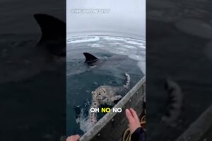 My Cat Was Almost Eaten By A Shark 😱- Animal Rescue 🐈