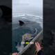 My Cat Was Almost Eaten By A Shark 😱- Animal Rescue 🐈