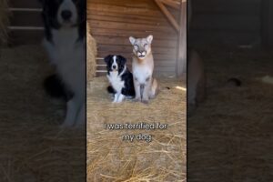My Dog Became a Midwife for a Mountain Lion #wholesome #animals
