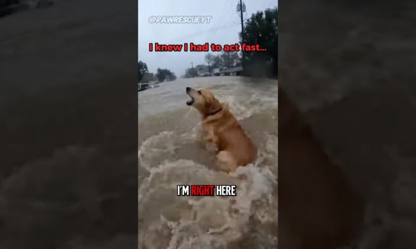 My Dog Fell Into A Flood… 😢