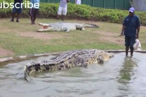 NEAR DEATH ANIMAL ENCOUNTERS COMPILATION captured--part  3