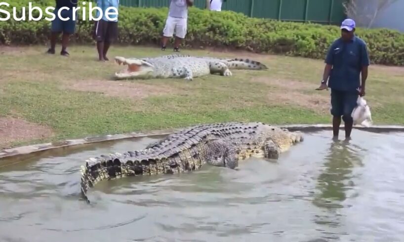 NEAR DEATH ANIMAL ENCOUNTERS COMPILATION captured--part  3