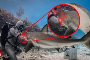 Near-Death Experiences: 10 Times Scuba Divers Almost Died