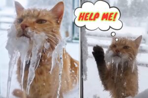 Newest Cat Rescue Videos You Shouldn’t Miss