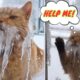 Newest Cat Rescue Videos You Shouldn’t Miss