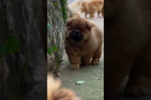 Những bé lu dễ thương #dog