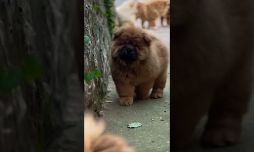 Những bé lu dễ thương #dog