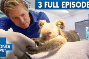 Non-Stop Bondi Vet: 3 Hours of Full Episodes | Bondi Vet