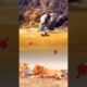 Oh my gosh, a leopard and a crocodile are fighting fiercely near two lions playing #shorts #animals