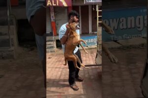 Old age dog accident case | Animal Rescue | Animal Savior | Chhattisgarh Animal Savior