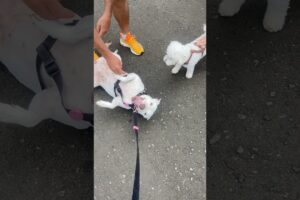 Os doguinhos mais simpáticos 😂 #dogs #shorts #cachorros