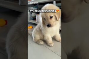 Other Cute Puppies vs This ONE 😱 #short #puppy #cutedogs