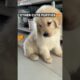 Other Cute Puppies vs This ONE 😱 #short #puppy #cutedogs