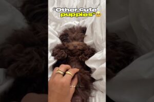 Other Cute Puppies vs 🥺❤️#shorts