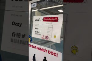 Our shelter’s longest resident finally got adopted and he runs into his new  dad’s arms! #love #dog