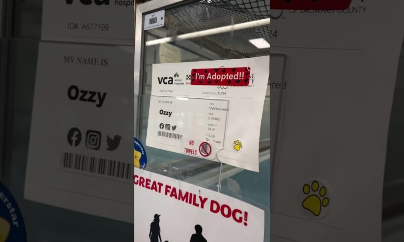 Our shelter’s longest resident finally got adopted and he runs into his new  dad’s arms! #love #dog