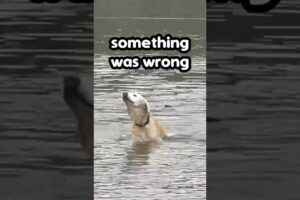 Owner Saves Pet Dog from Lake 👏