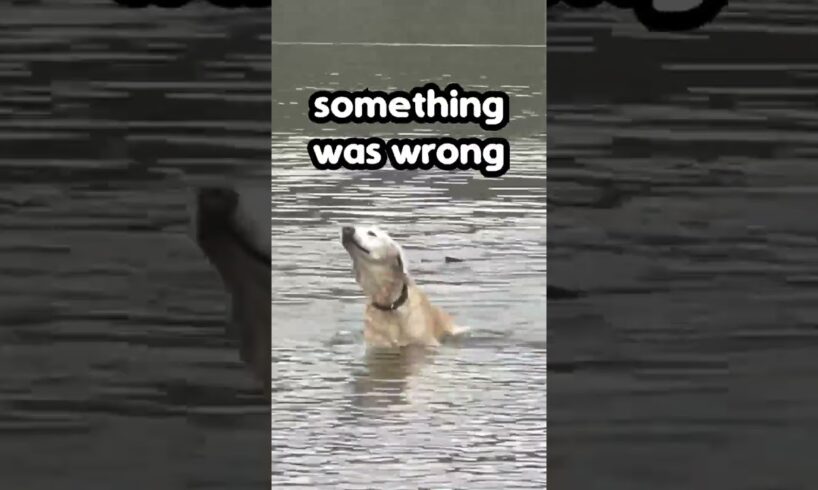 Owner Saves Pet Dog from Lake 👏