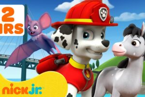 PAW Patrol Animal Rescue Missions in Adventure Bay! #3 🐻‍❄️🦉 | 120 Minutes | Nick Jr.