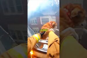 POV: Firefighter Trapped in Fire, Then a Miracle Happened #animalrescue #dog #humanity