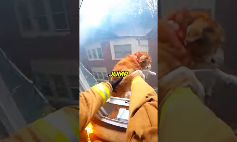POV: Firefighter Trapped in Fire, Then a Miracle Happened #animalrescue #dog #humanity