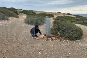 Part 5: We Have Them! The Simple Trick That Helped Us Catch The 3 Clever Puppies 😍- Takis Shelter