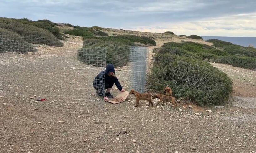 Part 5: We Have Them! The Simple Trick That Helped Us Catch The 3 Clever Puppies 😍- Takis Shelter