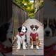 Pet Puppies Adorable Video #dog #cute #puppy #viral #shorts