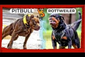Pitbull And Rottweiler comparison! - Trained Rottweiler and Street Gang Dog!