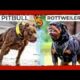 Pitbull And Rottweiler comparison! - Trained Rottweiler and Street Gang Dog!