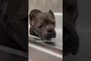 Pittie From Overcrowded Shelter Plays With Toys For The First Time | The Dodo