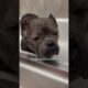 Pittie From Overcrowded Shelter Plays With Toys For The First Time | The Dodo