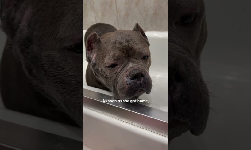 Pittie From Overcrowded Shelter Plays With Toys For The First Time | The Dodo