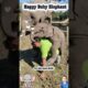 Playing with Baby Elephant #shorts #babyelephant #animals #play #funny