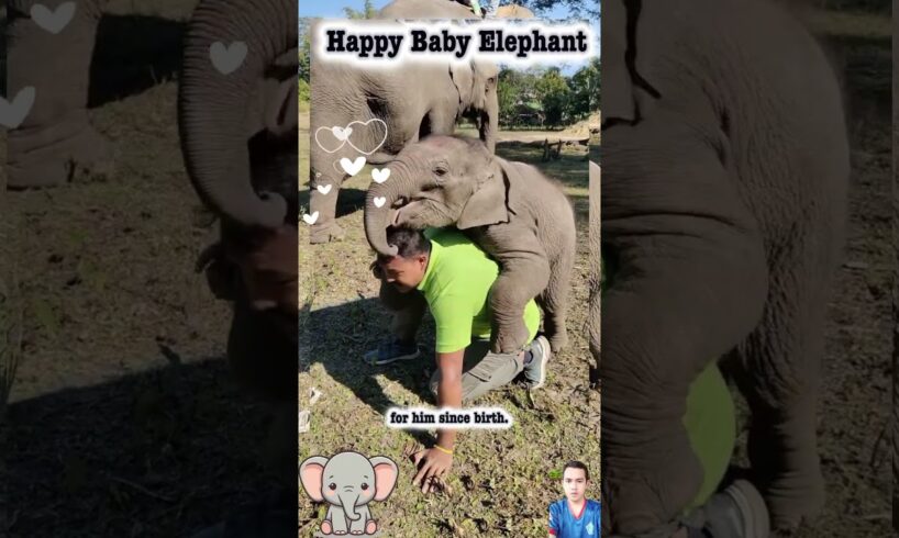 Playing with Baby Elephant #shorts #babyelephant #animals #play #funny