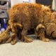 Police Save a Matted Giant Dog. Everyone Was Shocked Who She Really Was