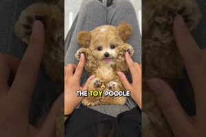 Poodle Sizes Explained: Standard, Miniature, & Toy – Which Is Right for You? 🐩 #funfacts#pets#poodle