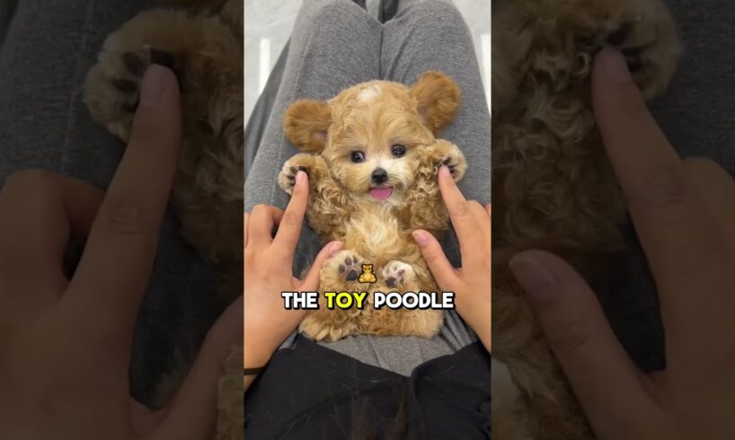 Poodle Sizes Explained: Standard, Miniature, & Toy – Which Is Right for You? 🐩 #funfacts#pets#poodle