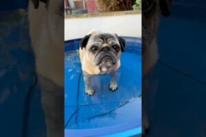 Pug meets RASPBERRY! 😱 #pugs #dogs #cutedog