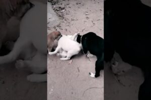 Puppies Playing Together for the First Time #puppy #puppies #cute