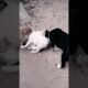 Puppies Playing Together for the First Time #puppy #puppies #cute