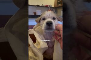 Puppy Abandoned At Food Market Gets Rescued In A Shopping Bag | The Dodo