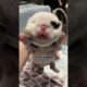 Puppy's Head Doubles In Size Overnight | The Dodo